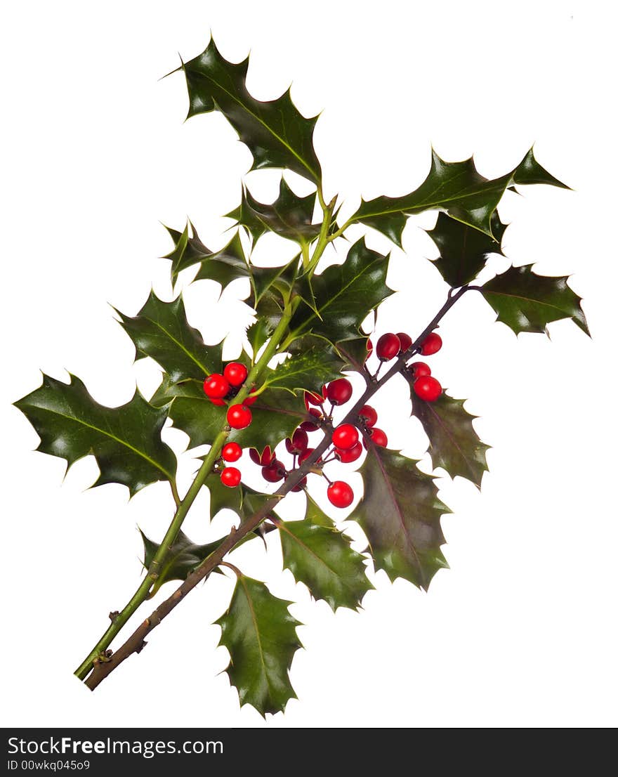 Two branches of real holly, with red berries, isolated on a white background. Two branches of real holly, with red berries, isolated on a white background