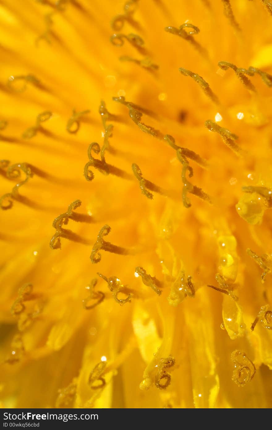 Amazing Close-up of Yellow Dandelion (Zoom 2x)