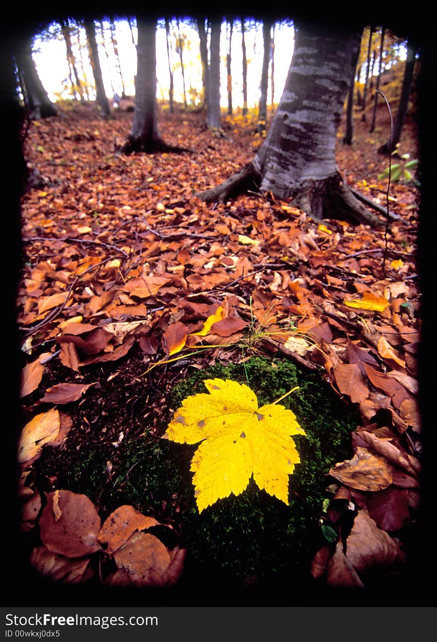 A closeup view of autumn leaves in a forest with focus on a large yellow leaf in the foreground.  Black border around image. A closeup view of autumn leaves in a forest with focus on a large yellow leaf in the foreground.  Black border around image.