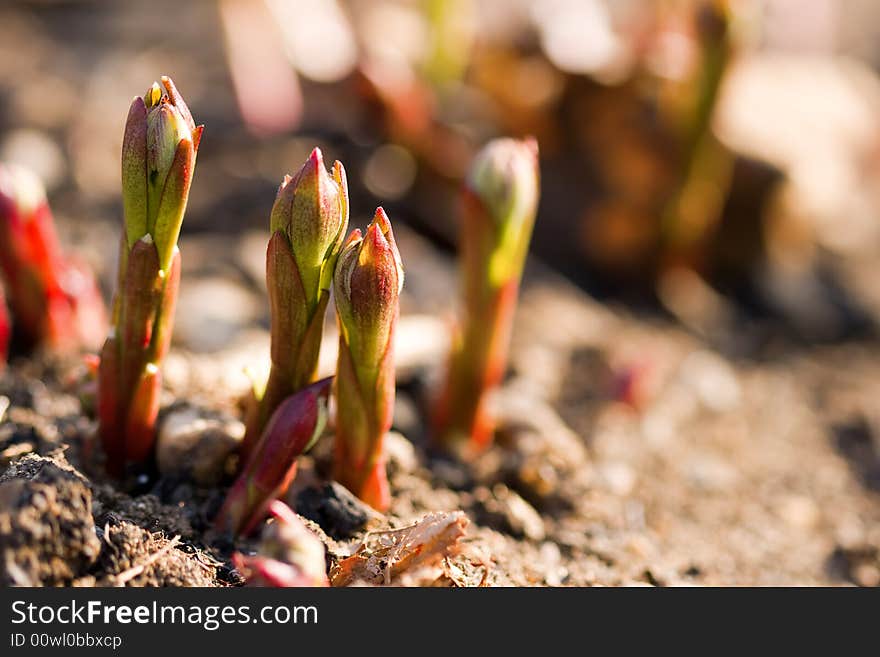 Pink Macro Sprouds