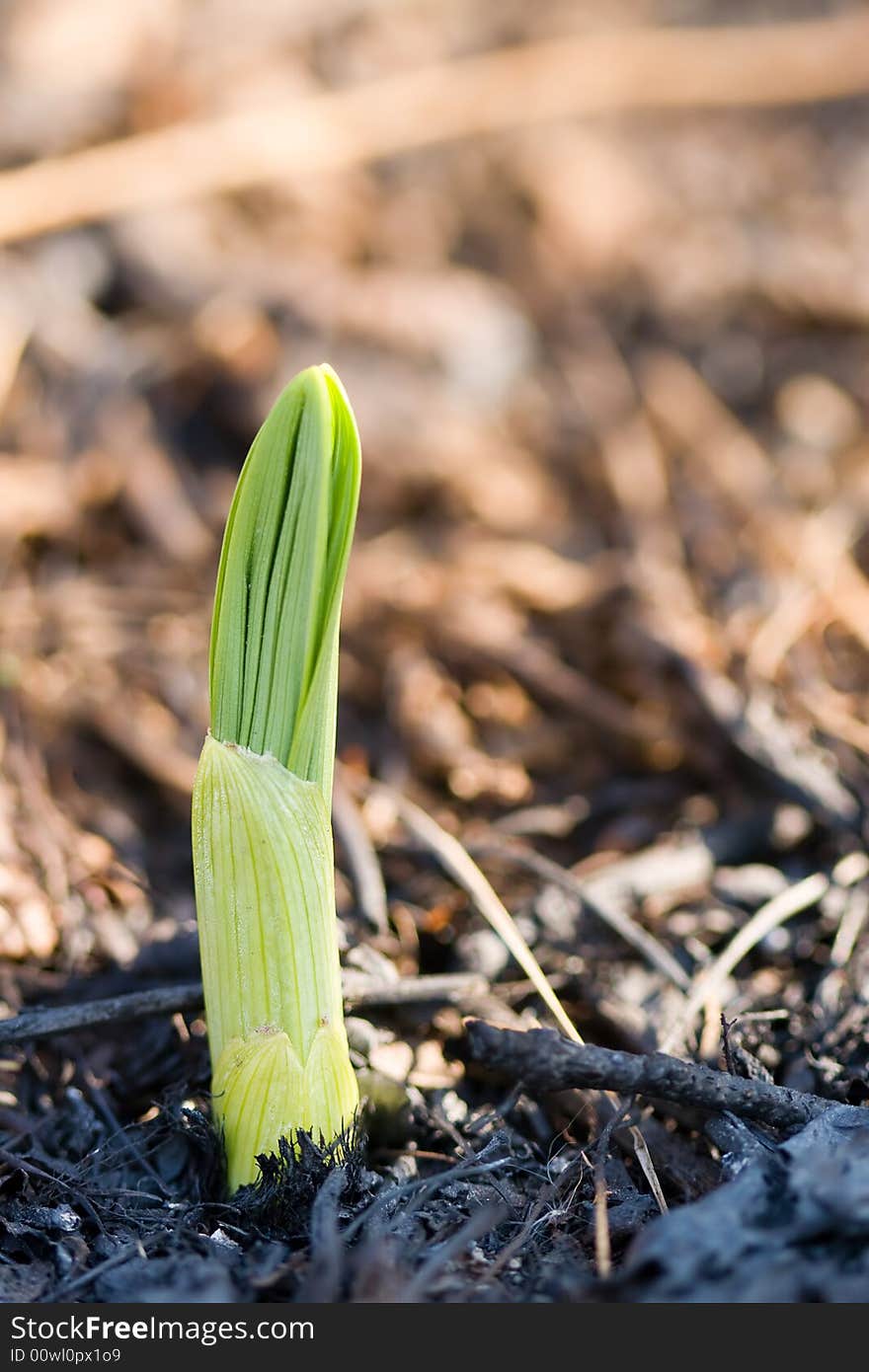 Small sprout macro on the scorched ground concept