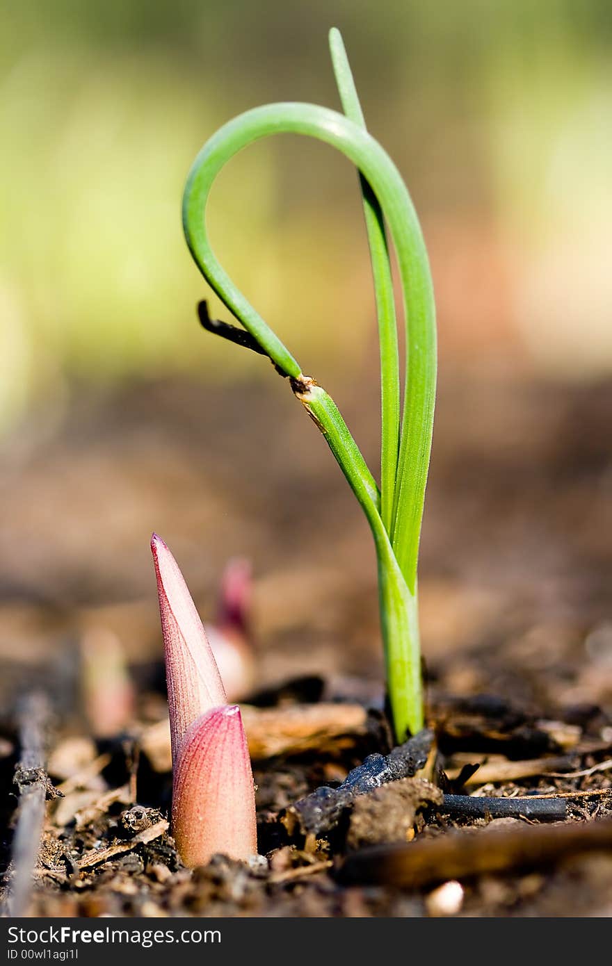 Two sprouts macro