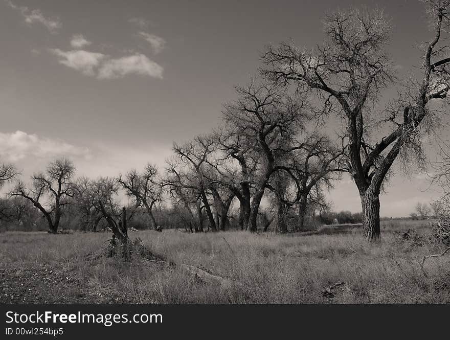 Waiting to Awaken - Poudre River Trail in Windsor, Colorado