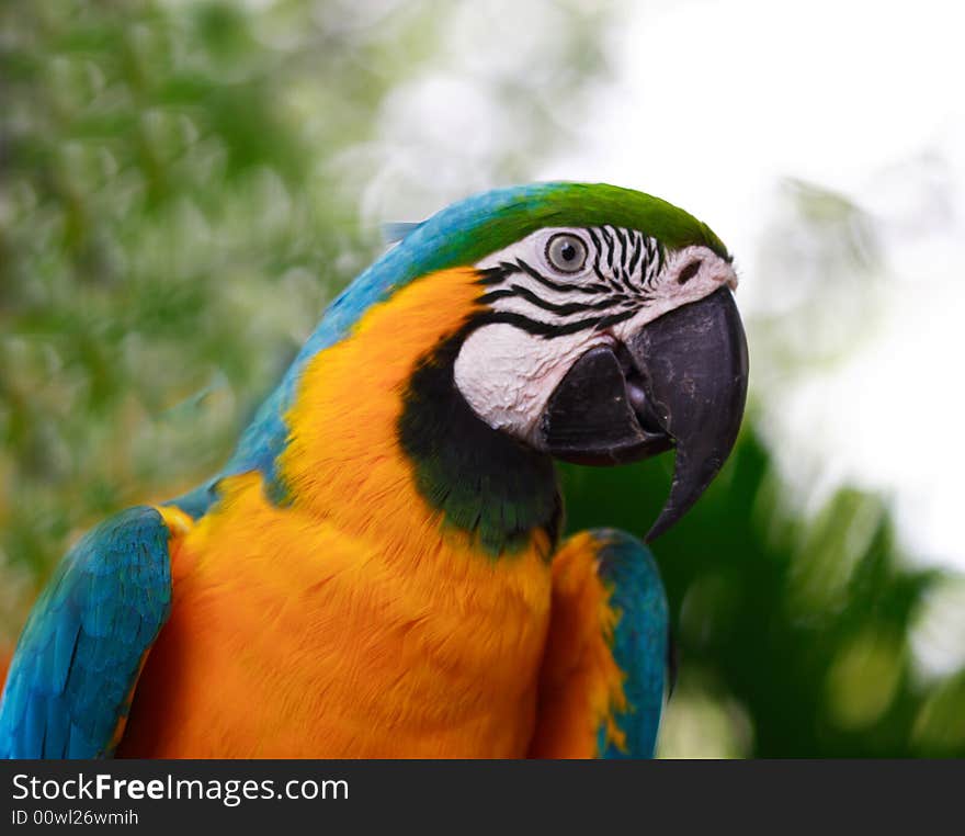 This shot of the Blue and Gold Macaw was taken at the Parrot Paradise exhibit at the Jurong Bird Park in Singapore, which is among the largest in the world. Many species of parrots have become extinct or are in danger of doing so. This is the reason why special provisions have been made to encourage the breeding of parrots in captivity at the Parrot Paradise. So far, the Park has successfully bred 60 different species of the parrots in its collection.