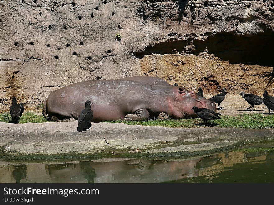 Hippo and Birds