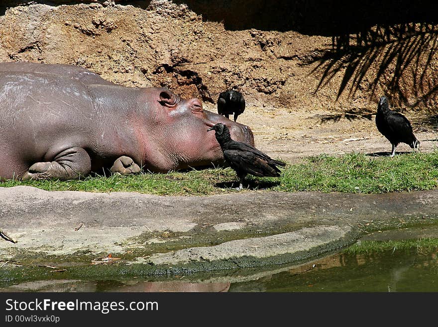 A hippo was lying on the ground and surrounded by a group of birds.