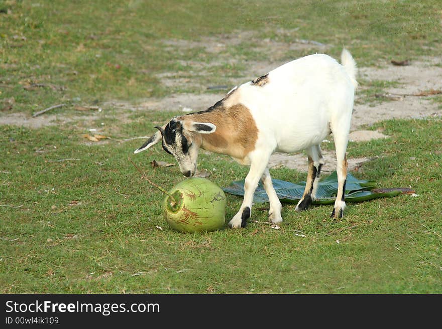 Billy Goat on Bohol Island in the Philipinnes