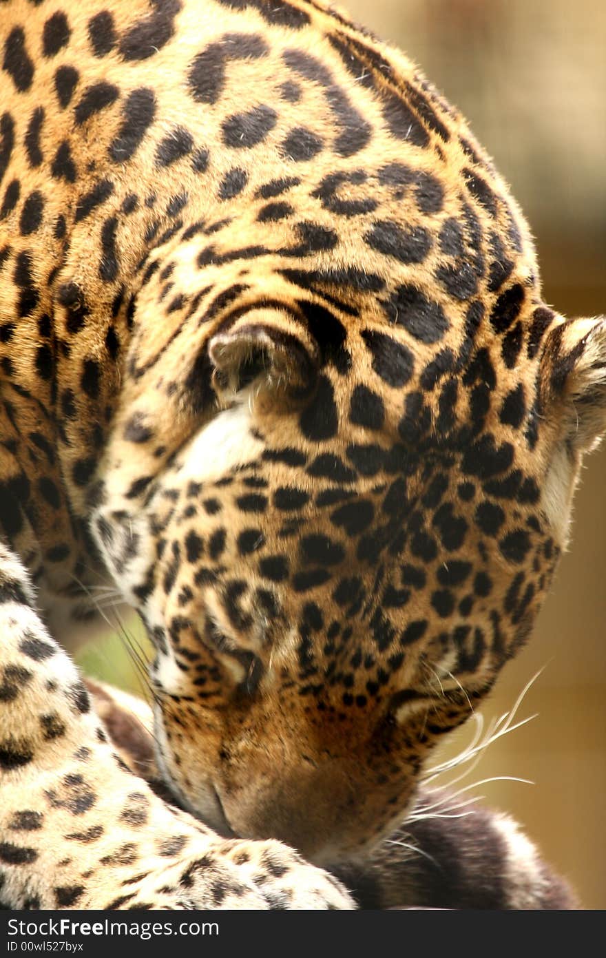 A photo of a male jaguar (Panthera onca)