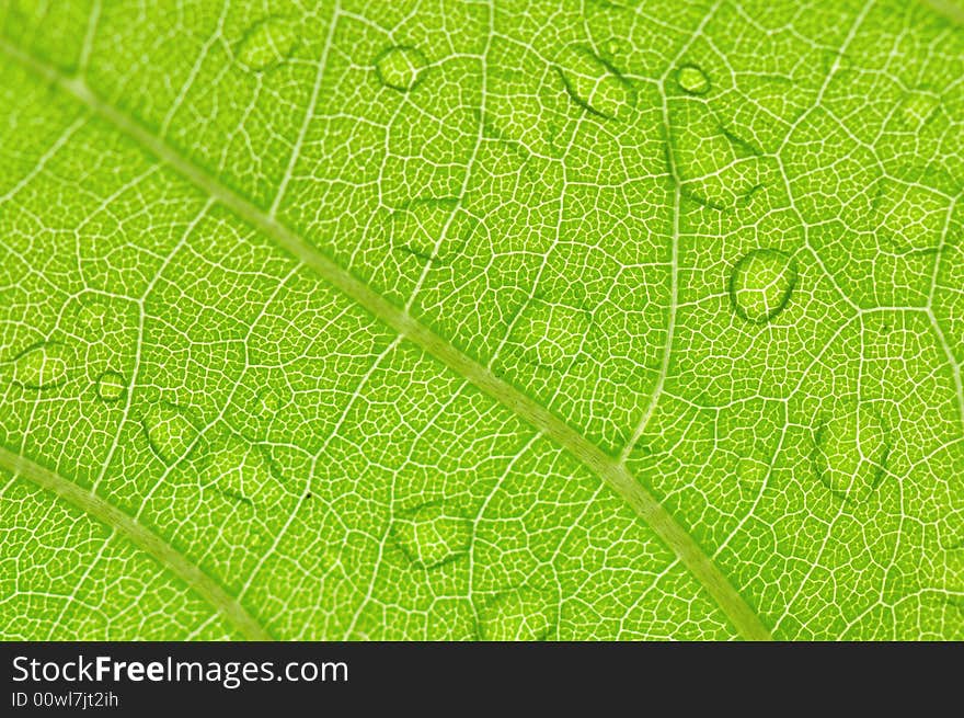 A close up capture of a leaf meant for background. A close up capture of a leaf meant for background