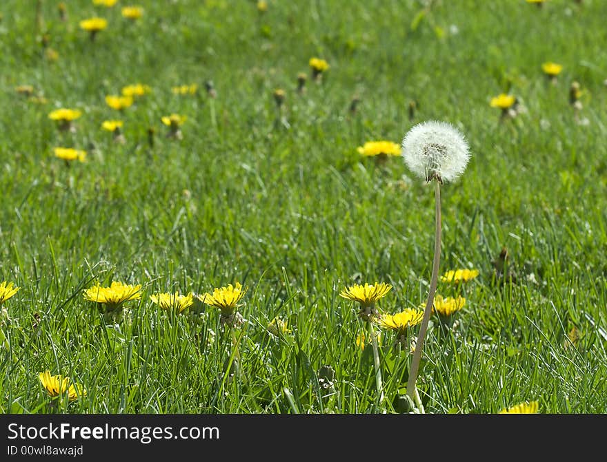 Dandelion field