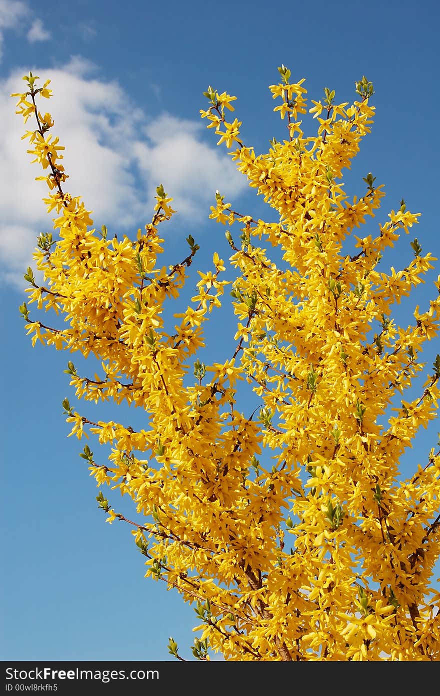 Yellow Flowers On Background  Blue Sky