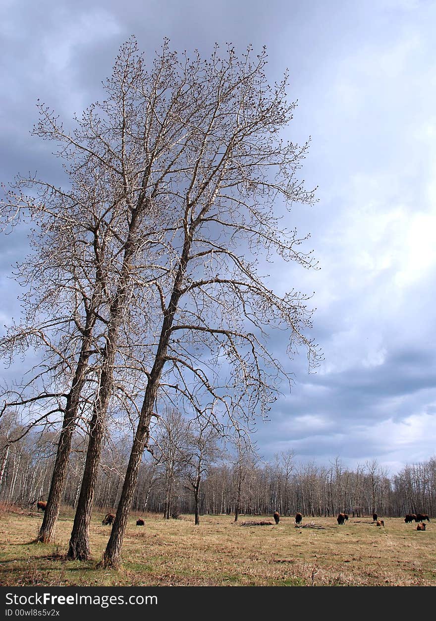 Bison herd