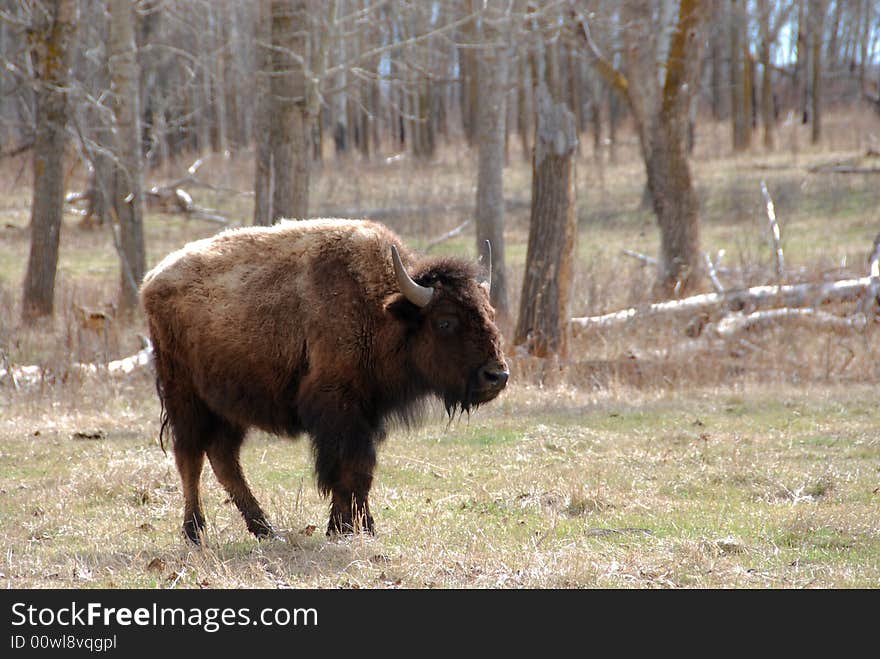 Bison