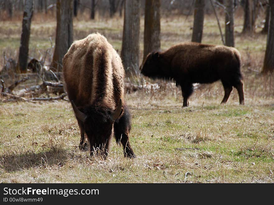 Two bison