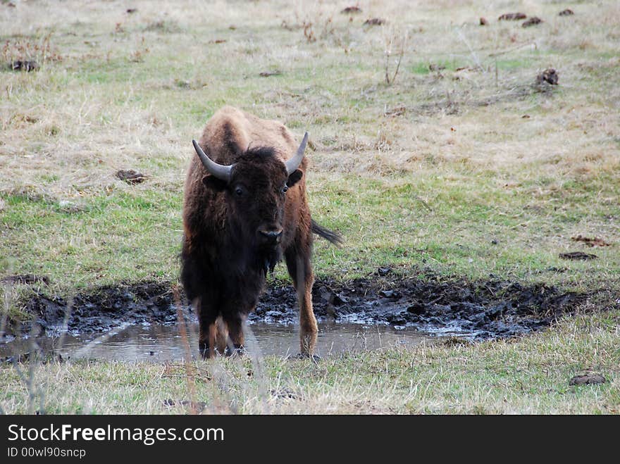 Bison