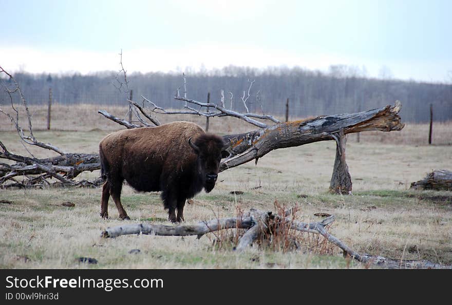 Bison