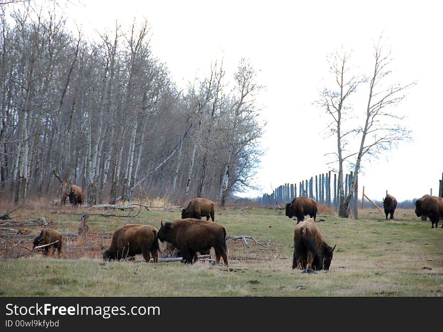 Bison Herd