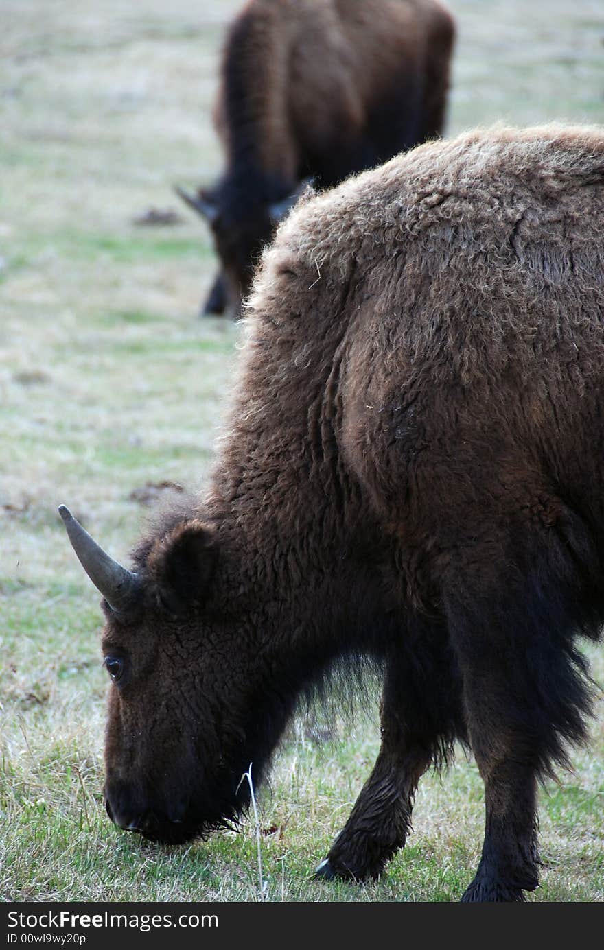 Two Bison