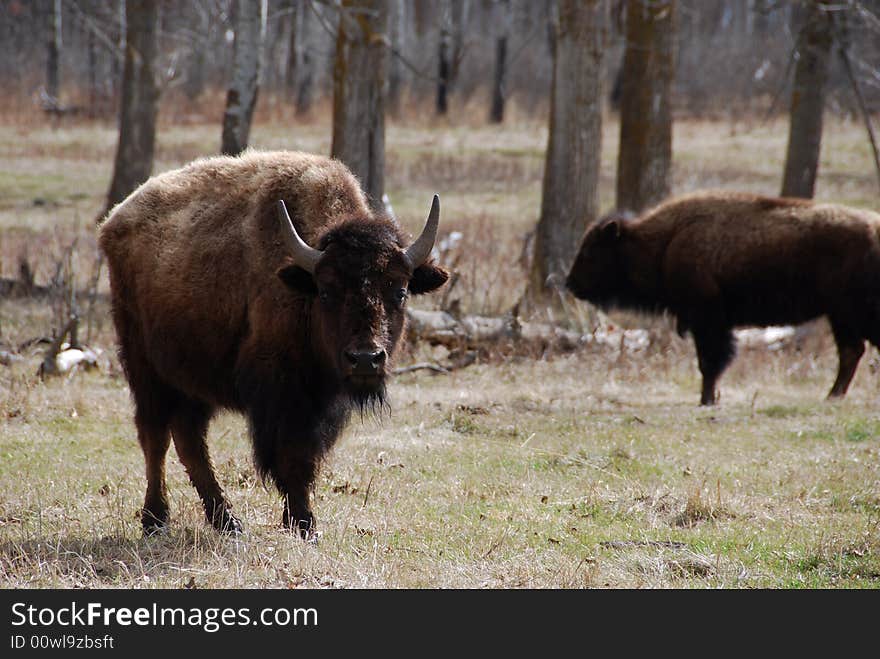 Bison herd eating grass on the meadow