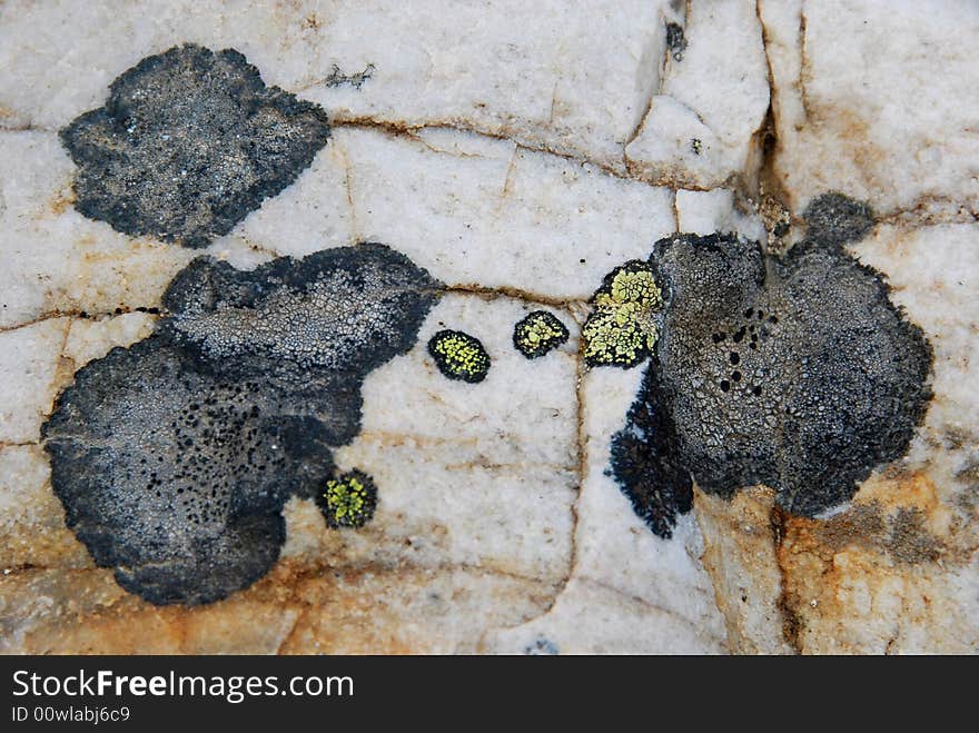 Lichens in funny-looking forms. Lichens in funny-looking forms