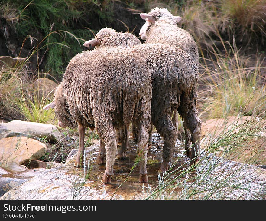 Wet sheep on a rock