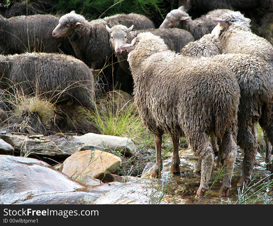 Flock of sheep on the bank