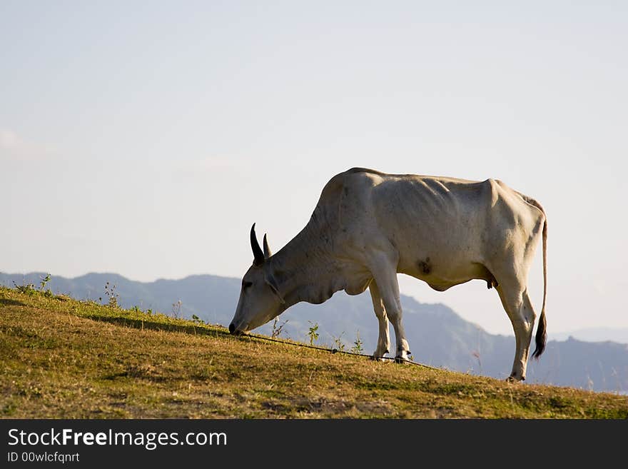 A solitary cow grazing in the grass