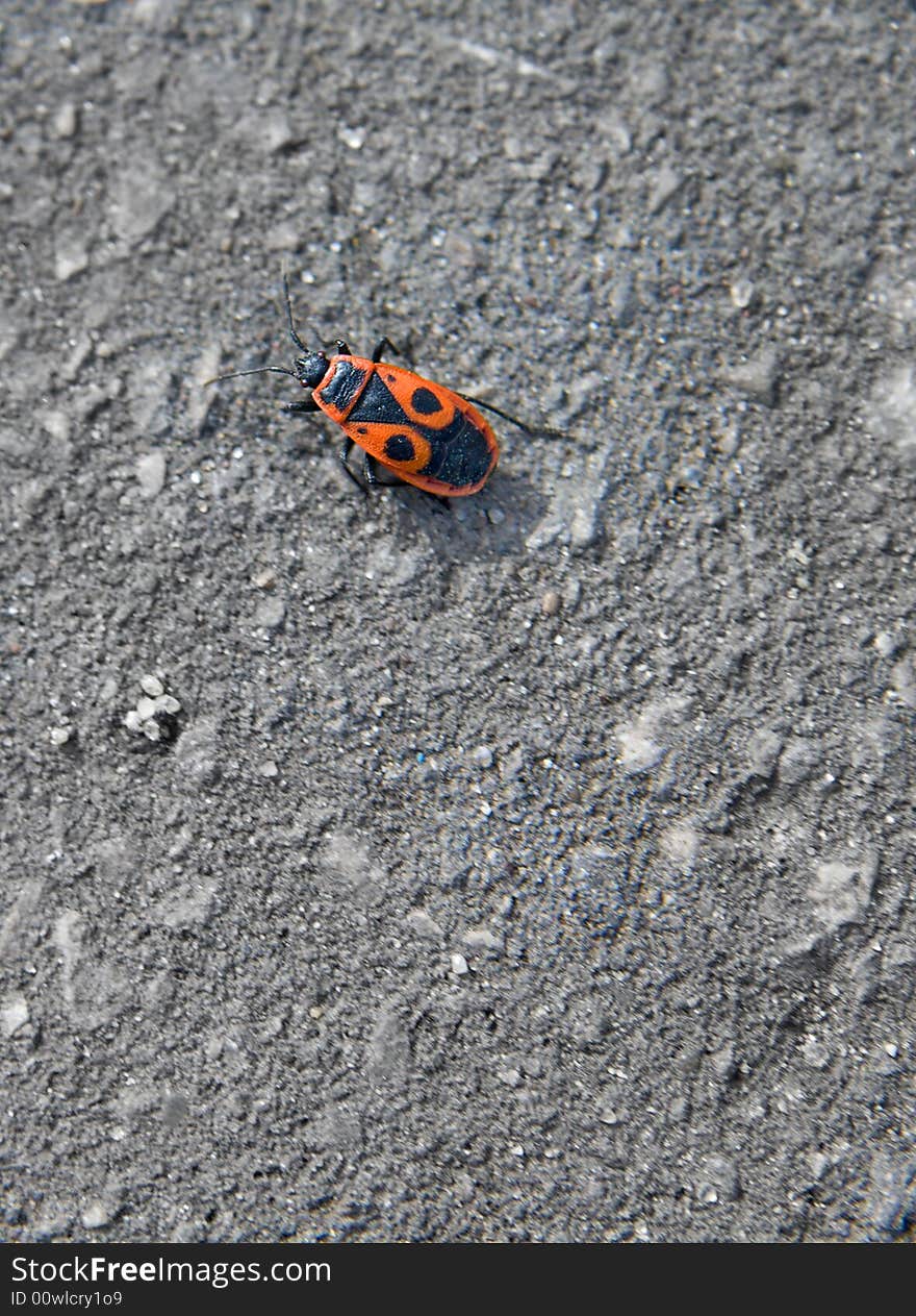 Insect on the grey ground. Insect on the grey ground