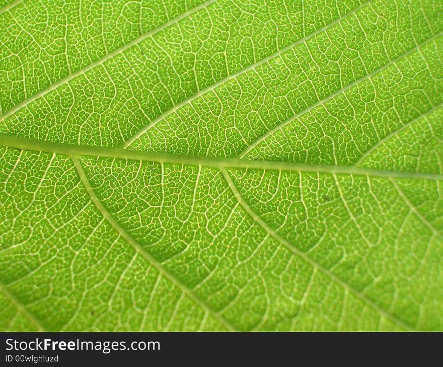 Green leaf close-up. background