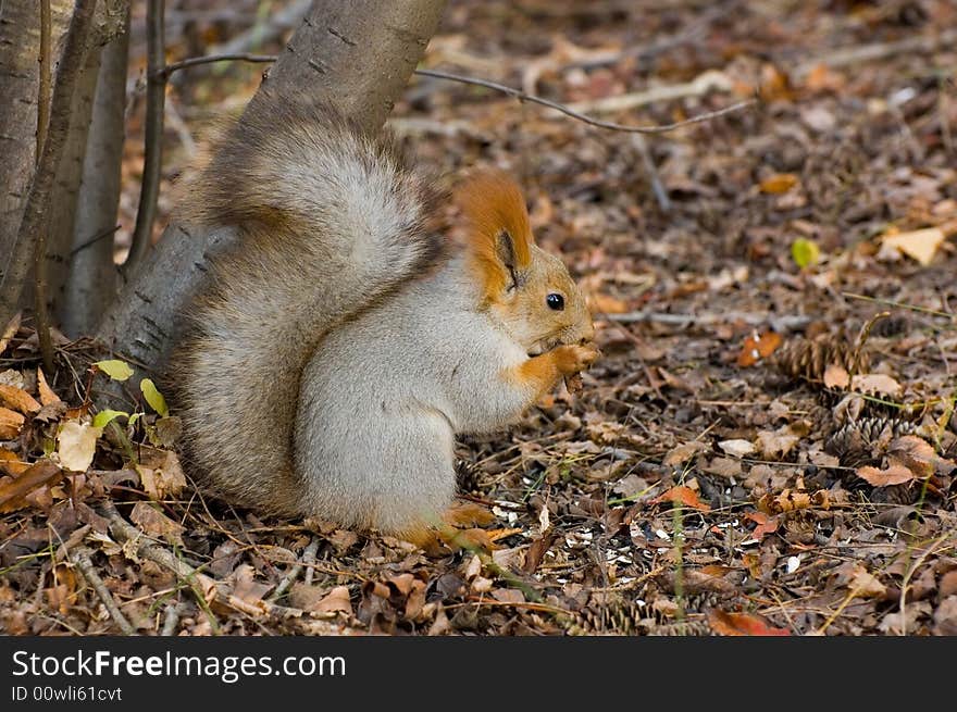 Autumn squirrel