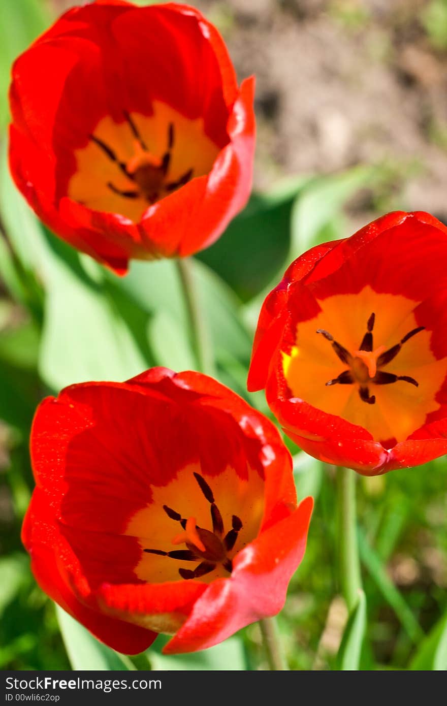 Red tulips in beams of the sun