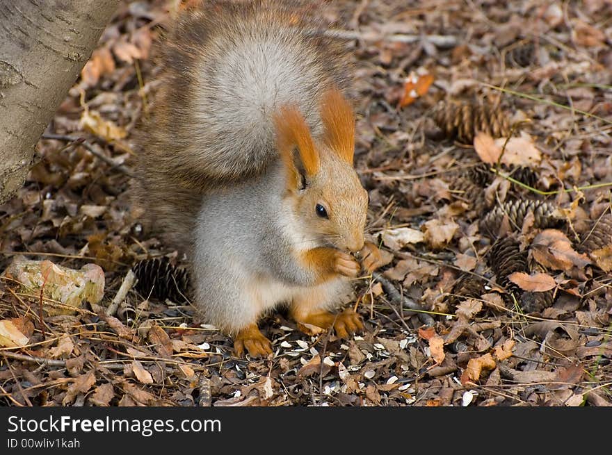 Autumn squirrel with seeds