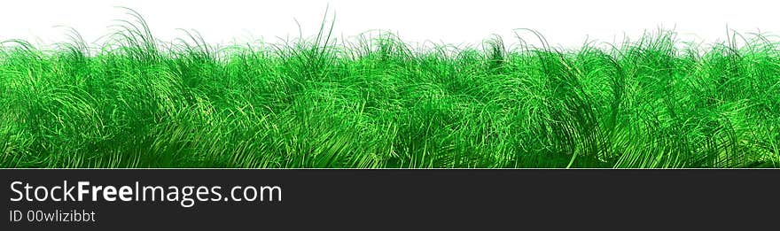 Green grass on white background