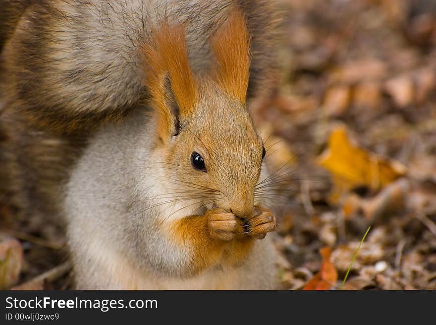 Hungry squirrel