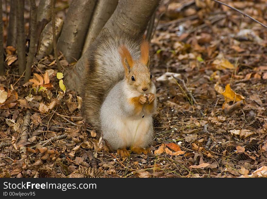 Autumn smiling squirrel