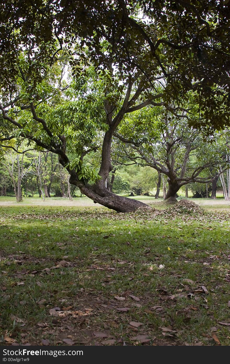 A bending tree in a park in manila