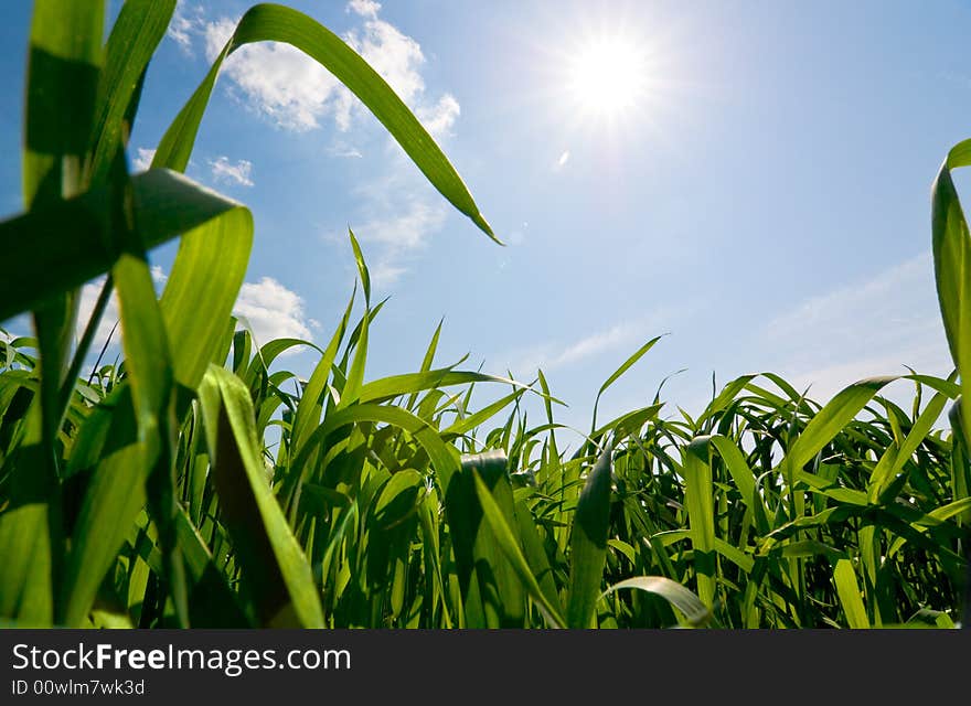 Background of cloudy sky and grass