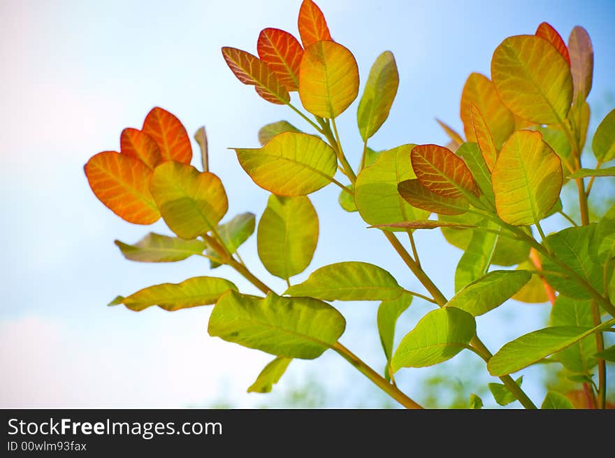 Floral branch on blue sky background