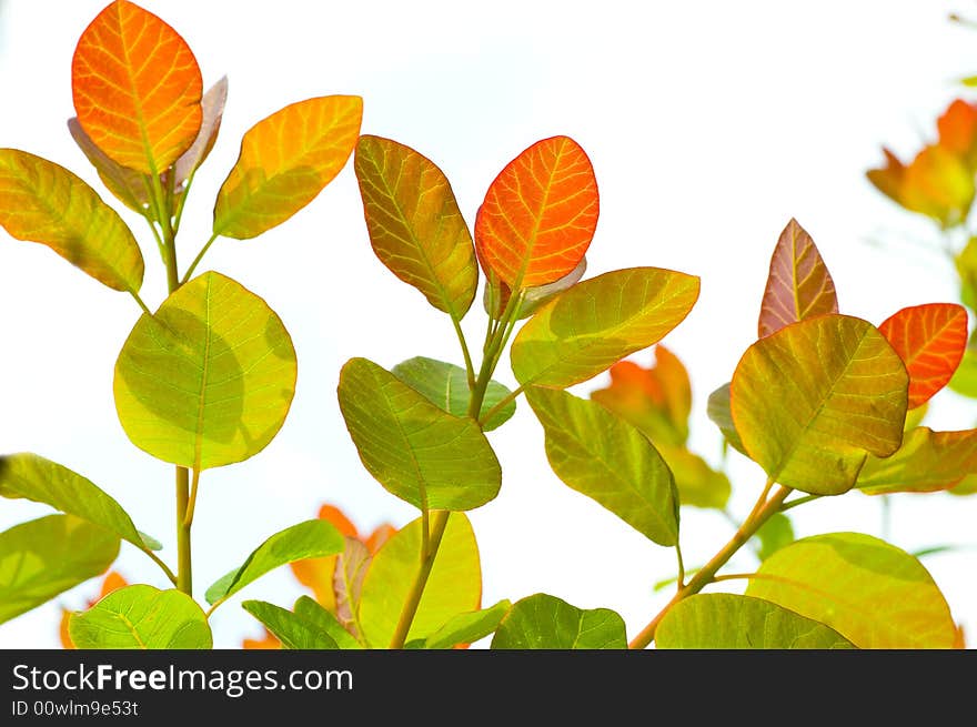 Floral branch on white background