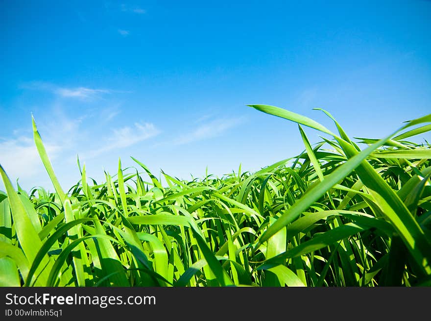 Cloudy sky and grass