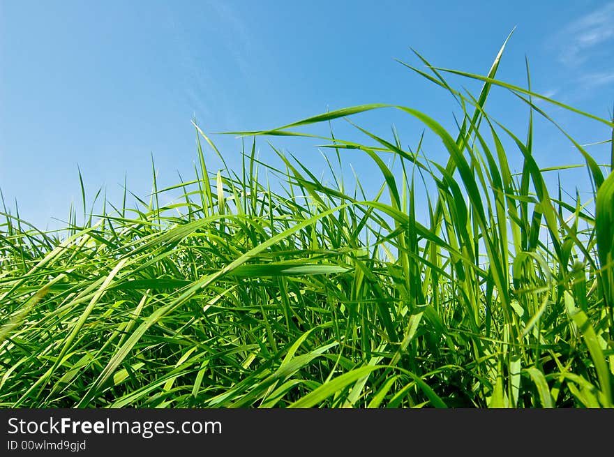 Background of cloudy sky and grass. Background of cloudy sky and grass