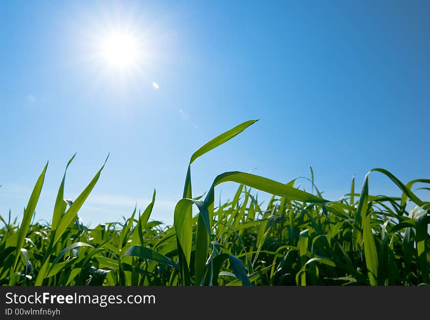 Background of cloudy sky and grass