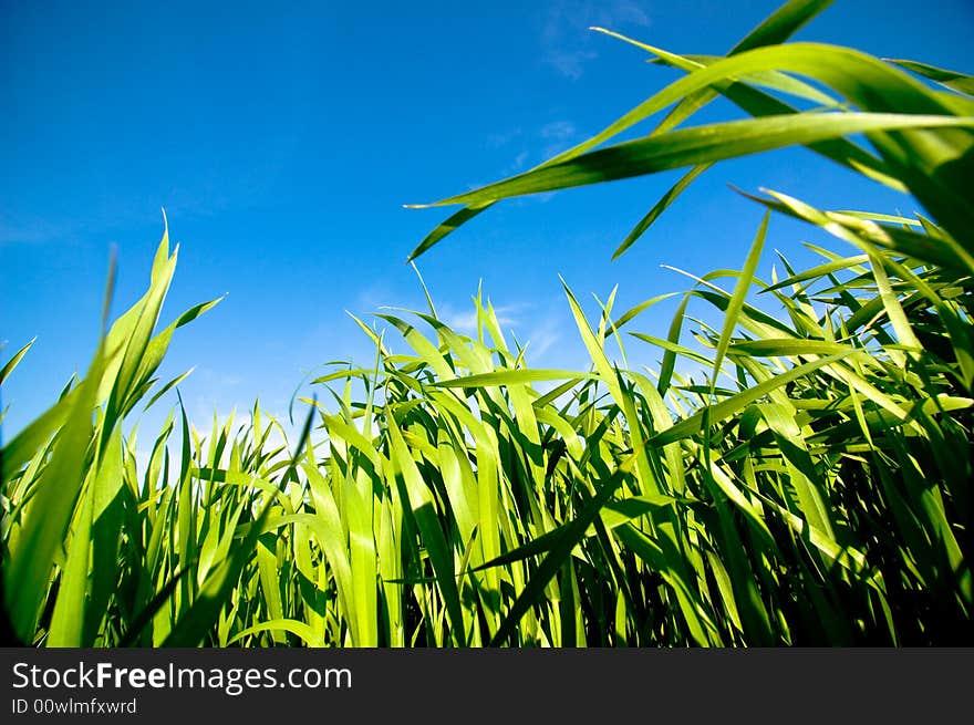 Cloudy sky and grass