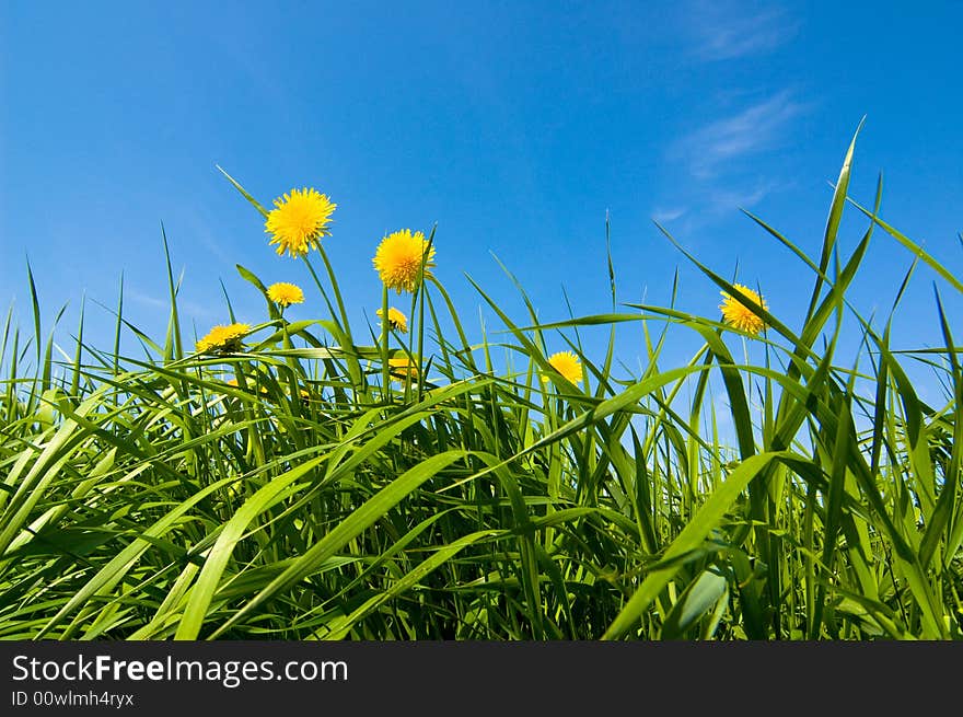 Yellow dandelions against blue sky