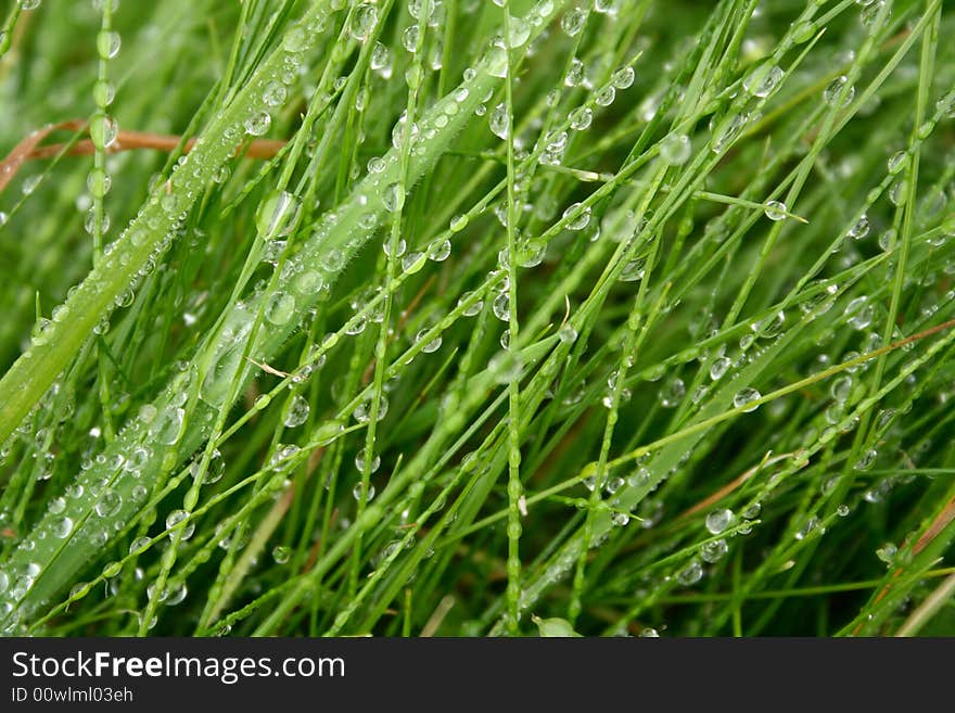 A macro image of dewey green grass