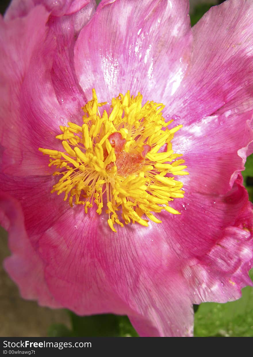 Blossoming flower of  peony in  garden,  close up