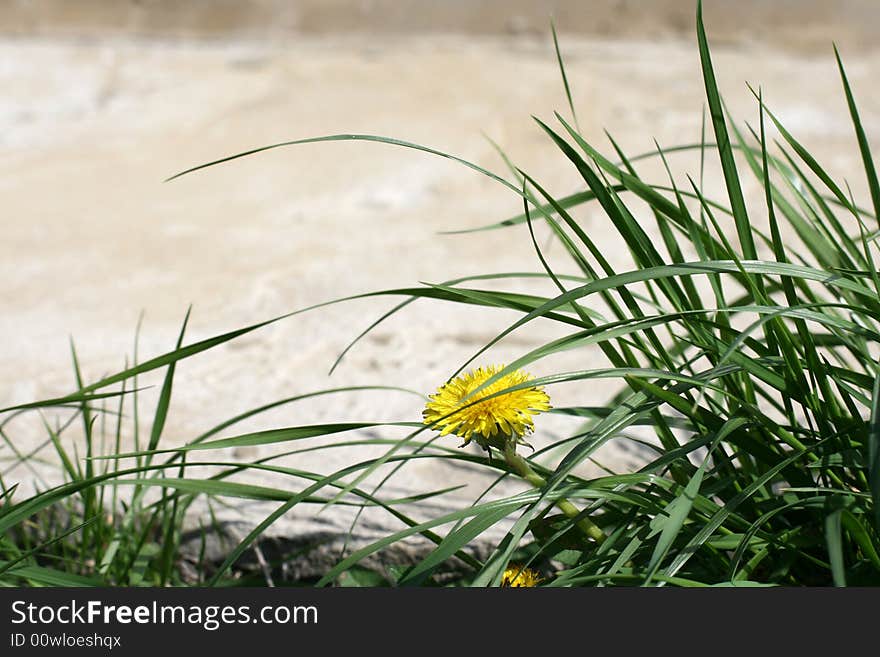 Dandelion