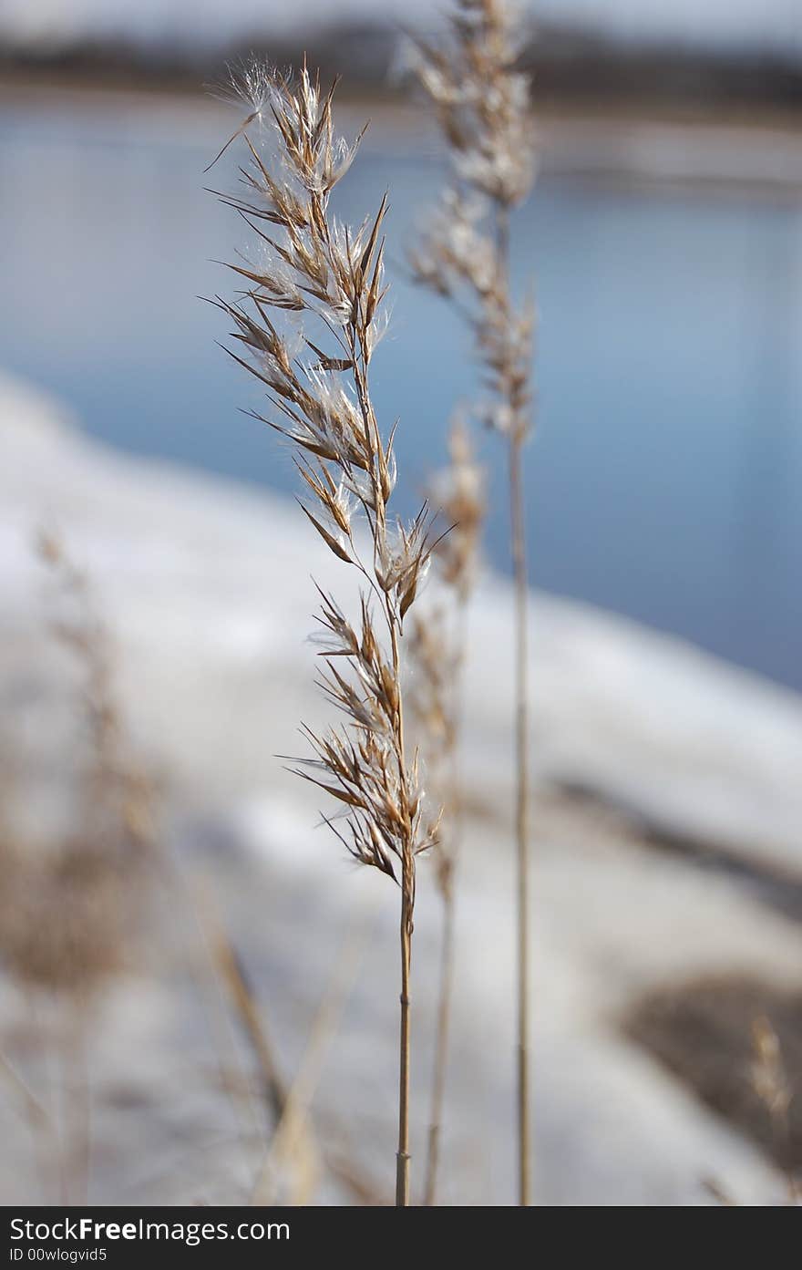 Blossomed grass after winter, on a background of a thawing snow. Blossomed grass after winter, on a background of a thawing snow