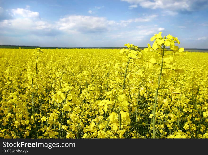 Yellow flowers on spring field