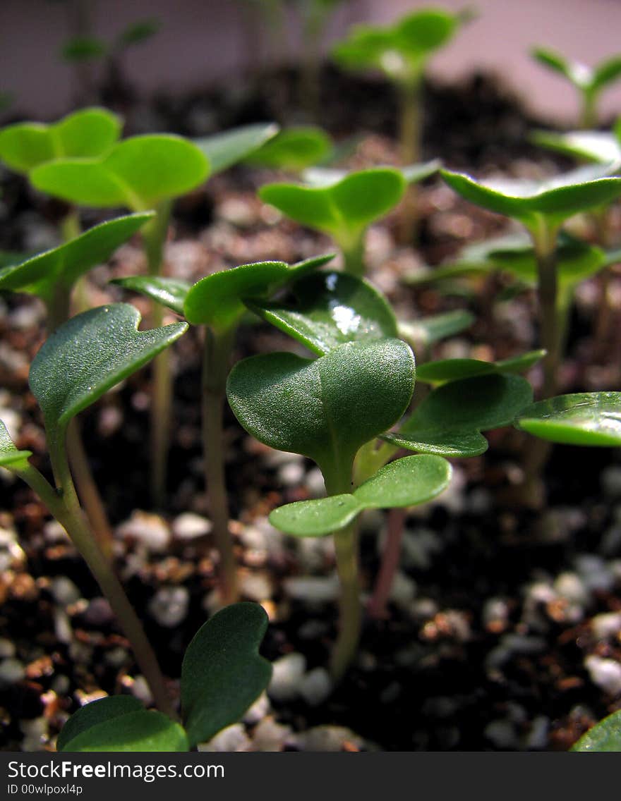 A plant  seedling - several  days' growth